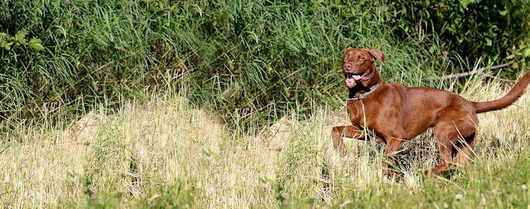 How to Train a Labrador Retriever for Field Trials